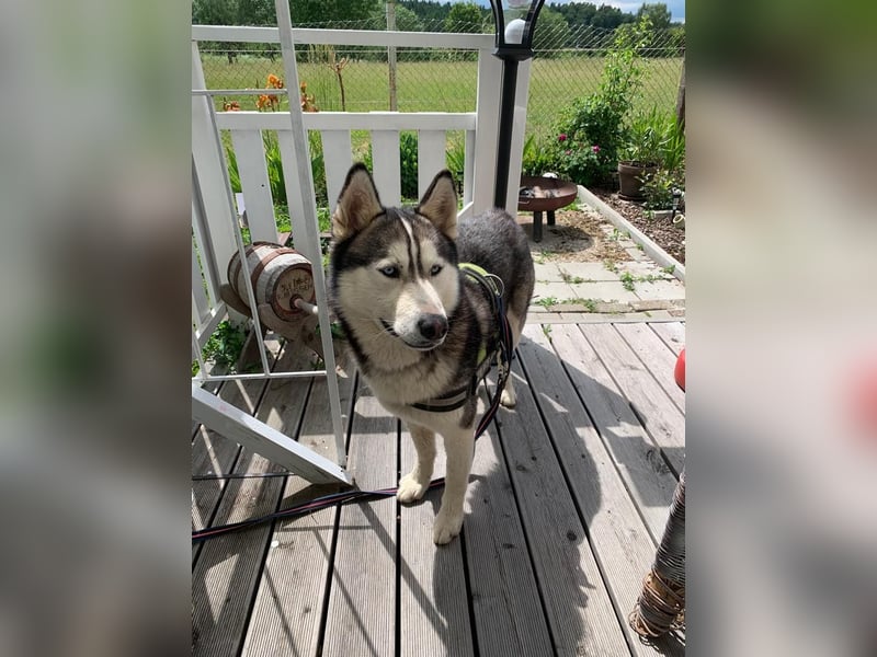 Husky schweren Herzens abzugeben