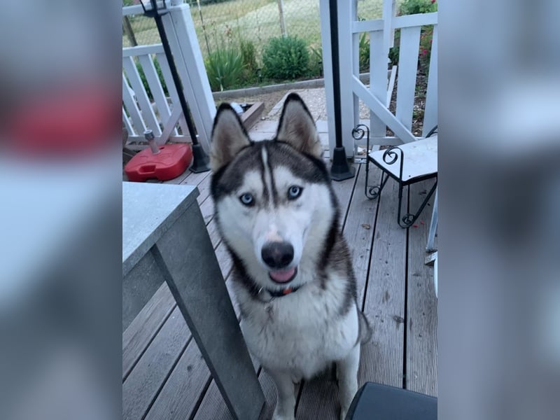 Husky Rüde aus gesundheitlichen Gründen schweren Herzens abzugeben.