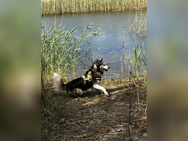 Husky aus gesundheitlichen Gründen schweren Herzen Abzug