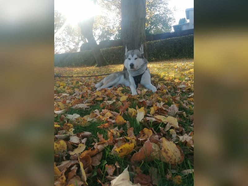 Deckrüden Sibirien Husky 7 Jahre alt