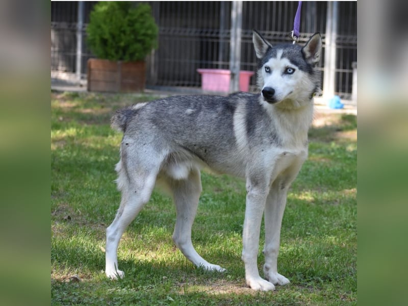 Lieber Huskyrüde FRED, ca. 08.2023 geboren, sucht Freunde dieser Rasse