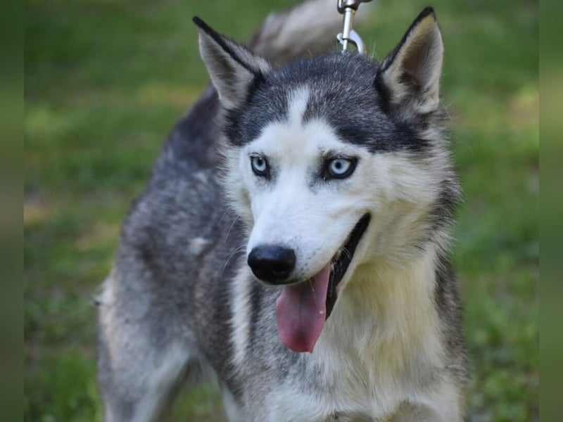 Lieber Huskyrüde FRED, ca. 08.2023 geboren, sucht Freunde dieser Rasse