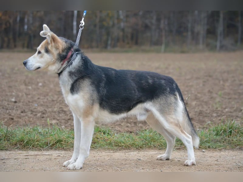 „Niki“, sein blaues Husky Auge macht ihn unverwechselbar. Ca. 2021 geboren, toller Hund!