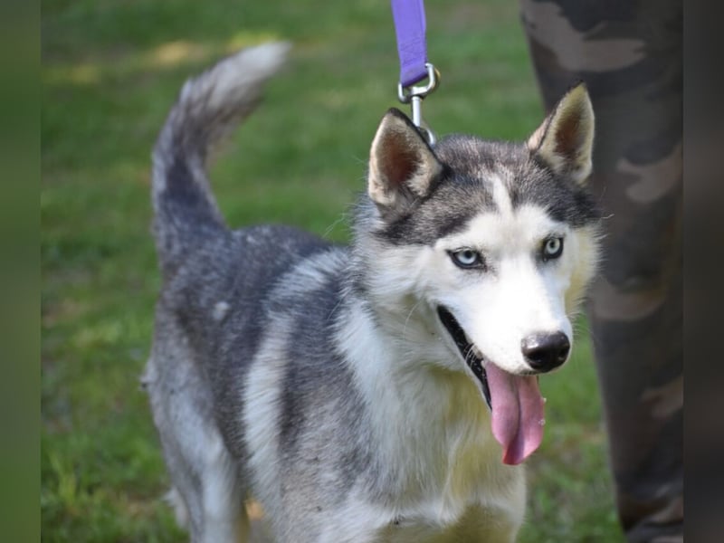 Lieber Huskyrüde FRED, ca. 08.2023 geboren, sucht Freunde dieser Rasse