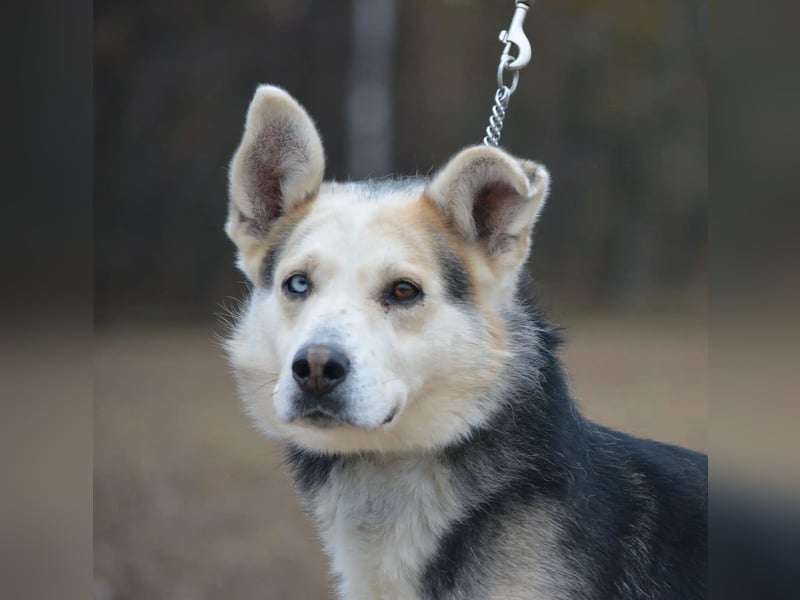 „Niki“, sein blaues Husky Auge macht ihn unverwechselbar. Ca. 2021 geboren, toller Hund!