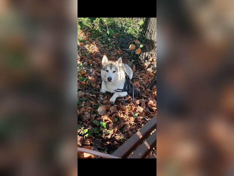 Deckrüden Sibirien Husky 5 Jahre alt