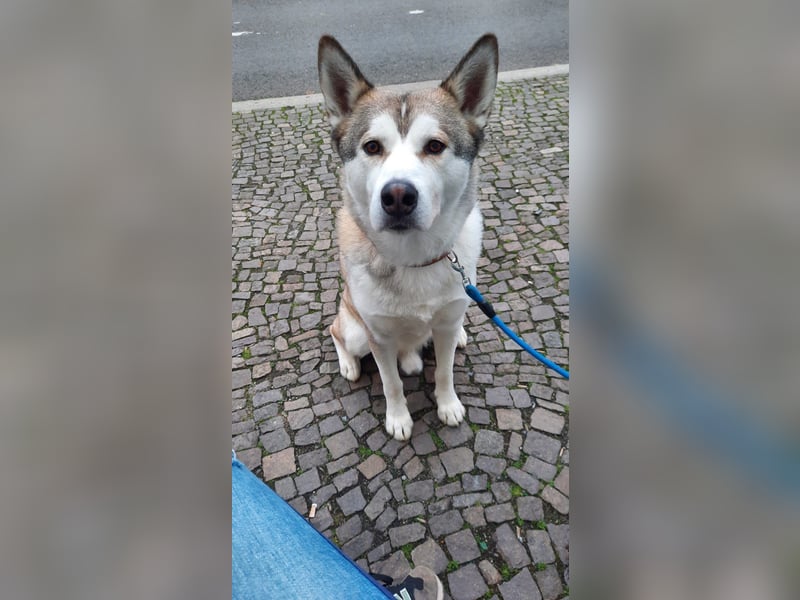 Deckrüden Sibirien Husky 5 Jahre alt