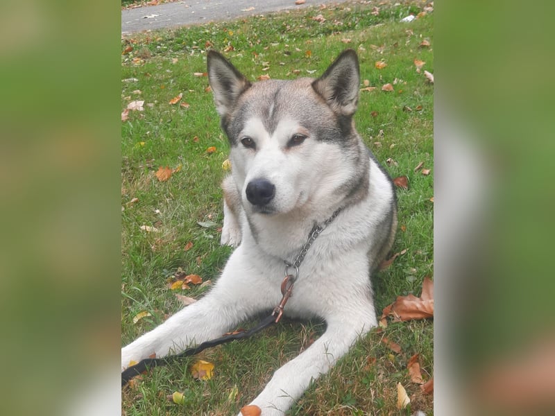 Deckrüden Sibirien Husky 5 Jahre alt