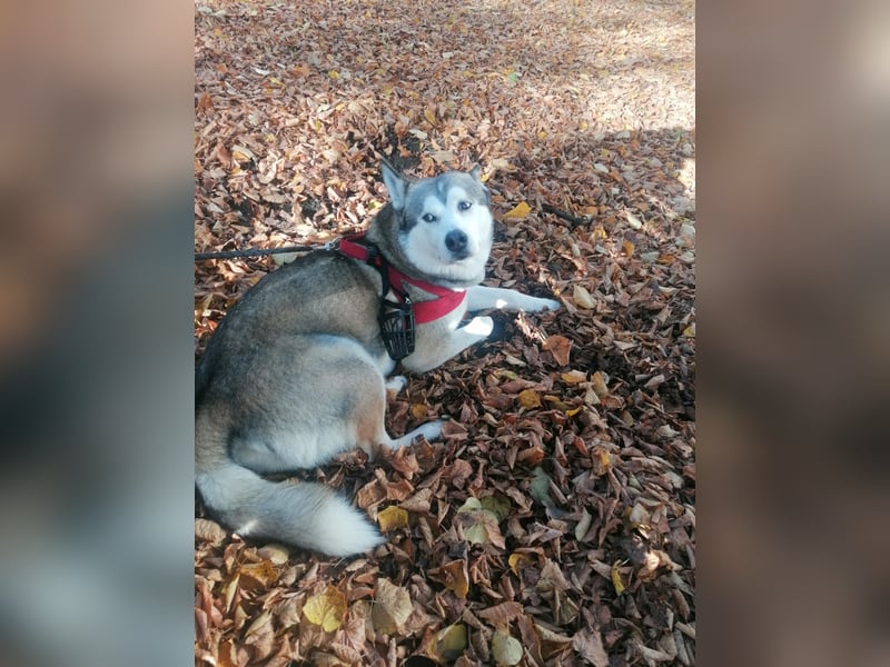 Deckrüden Sibirien Husky 5 Jahre alt
