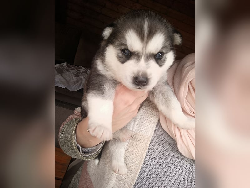 Husky Welpe