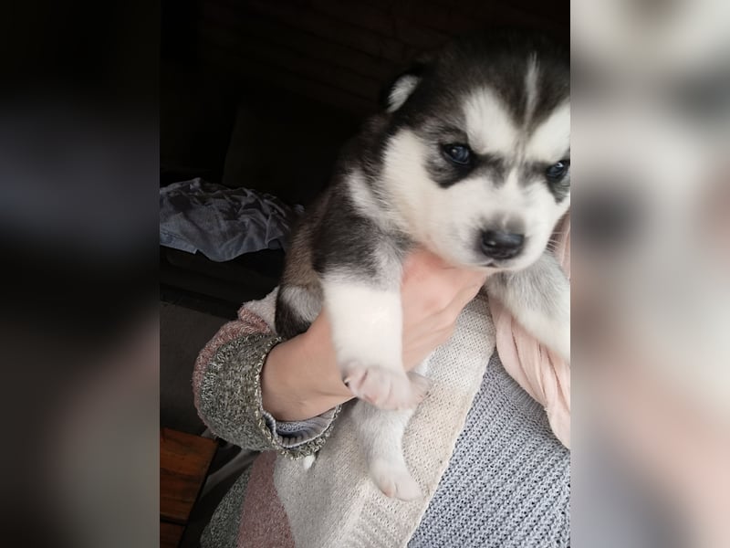 Husky Welpe