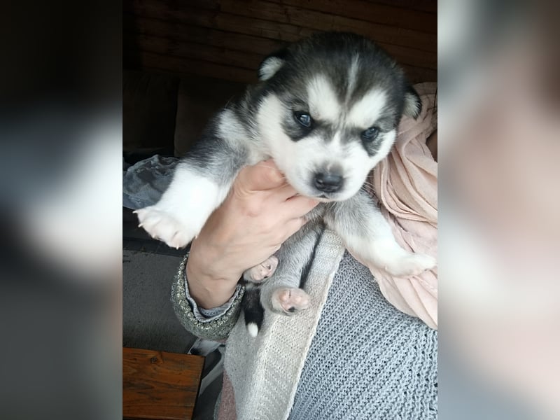 Husky Welpe