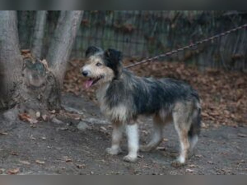 Update: MERLIN- auf PS in mit ÜO in 31603 Diepenau