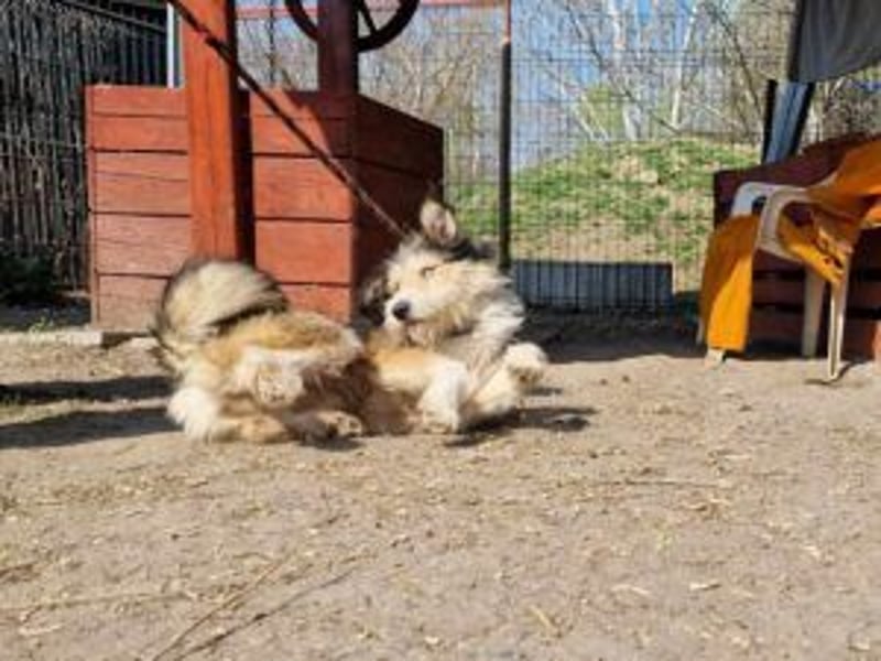 Update: MERLIN- auf PS in mit ÜO in 31603 Diepenau