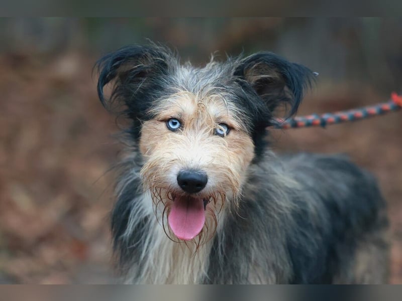 Update: MERLIN- auf PS in mit ÜO in 31603 Diepenau