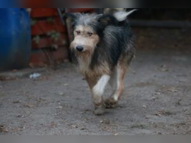Update: MERLIN- auf PS in mit ÜO in 31603 Diepenau