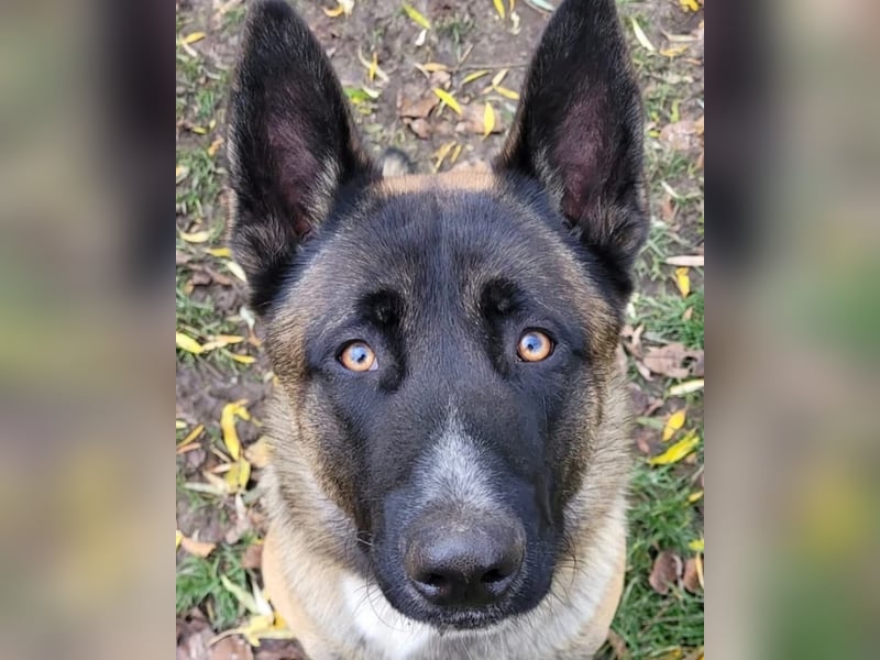 Husky-Malinois-Mix Russel sucht ein neues Zuhause