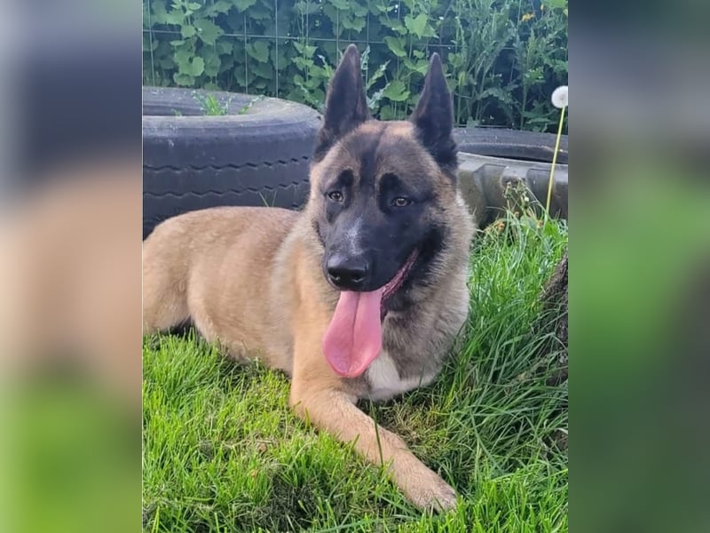 Husky-Malinois-Mix Russel sucht ein neues Zuhause
