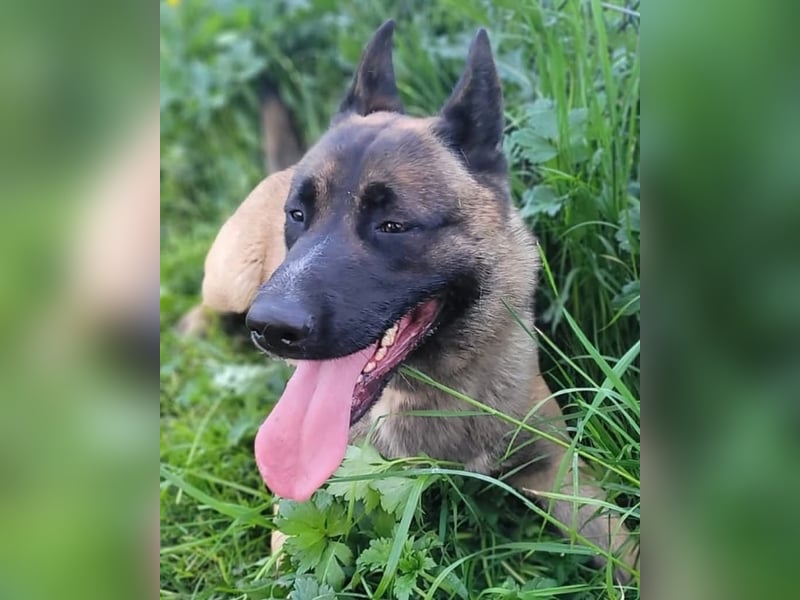 Husky-Malinois-Mix Russel sucht ein neues Zuhause