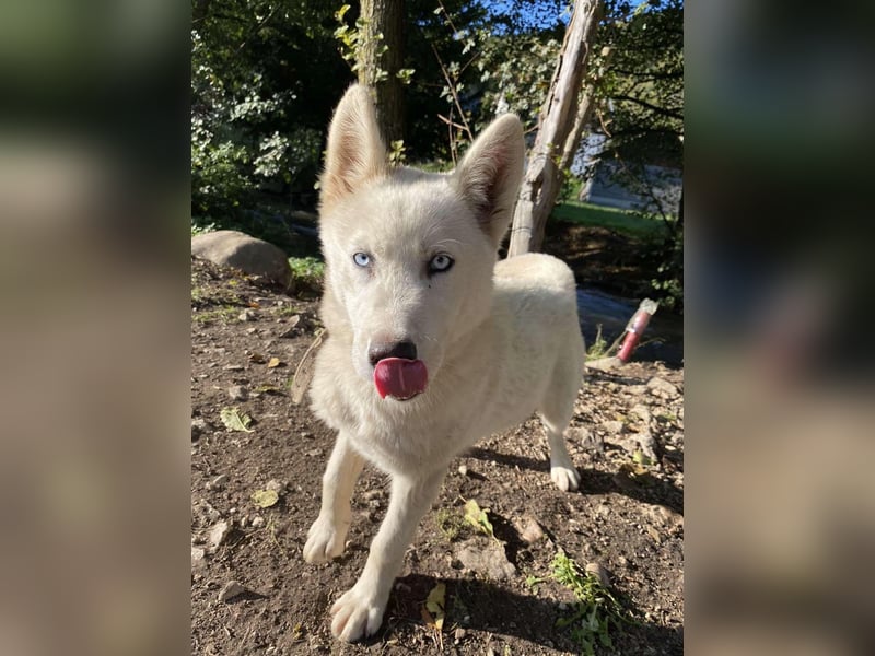 Moon - schneeweißer Husky