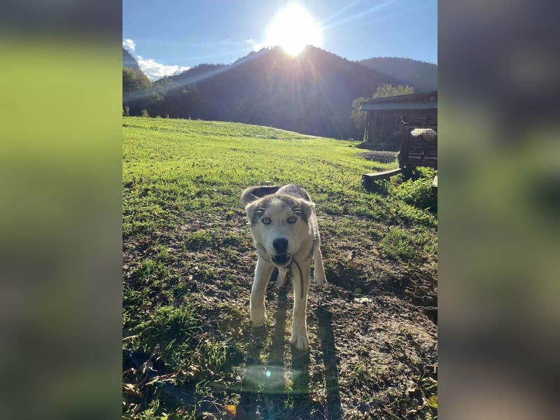 Moon - schneeweißer Husky
