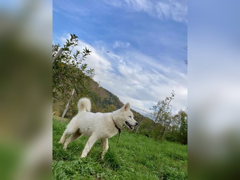 Moon - schneeweißer Husky