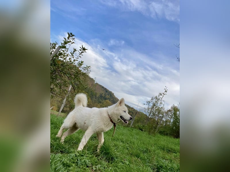 Moon - schneeweißer Husky
