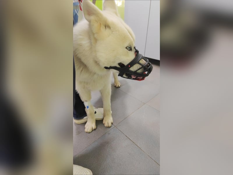 Moon - schneeweißer Husky