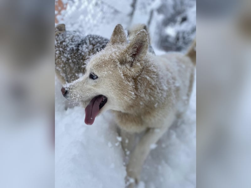 Moon - schneeweißer Husky