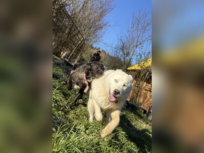 Moon - schneeweißer Husky