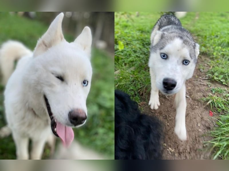 Moon - schneeweißer Husky