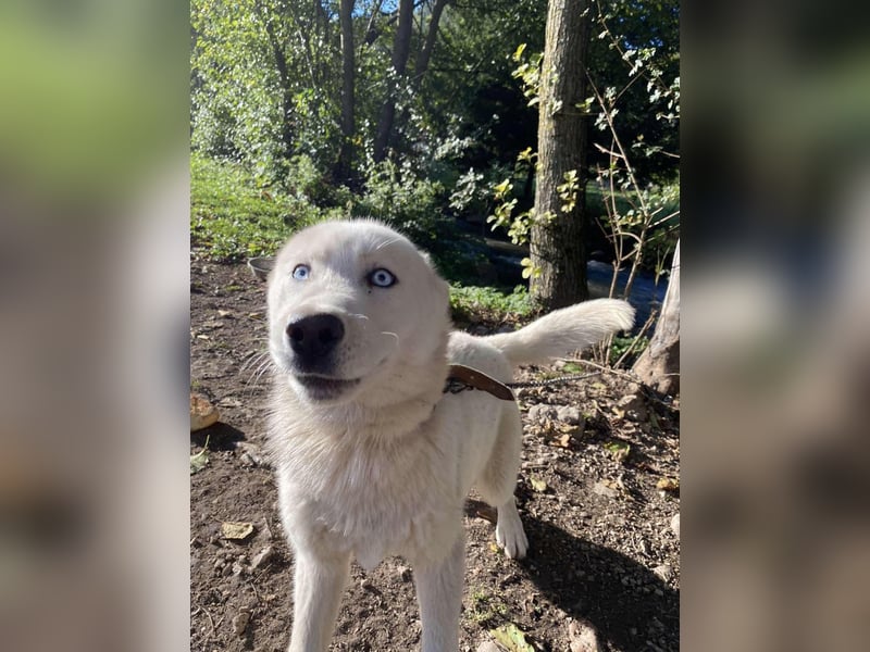 Moon - schneeweißer Husky