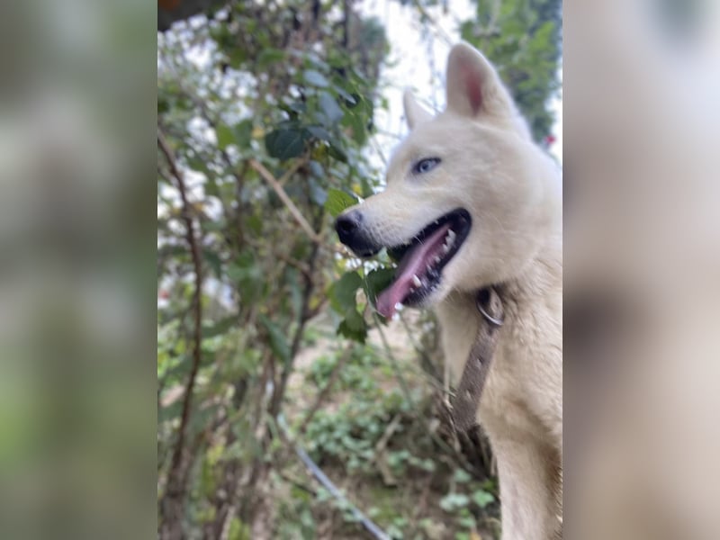 Moon - schneeweißer Husky