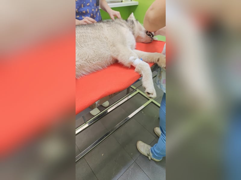 Moon - schneeweißer Husky