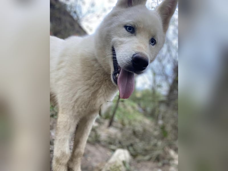 Moon - schneeweißer Husky