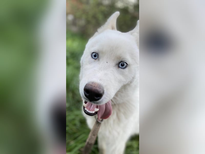 Moon - schneeweißer Husky