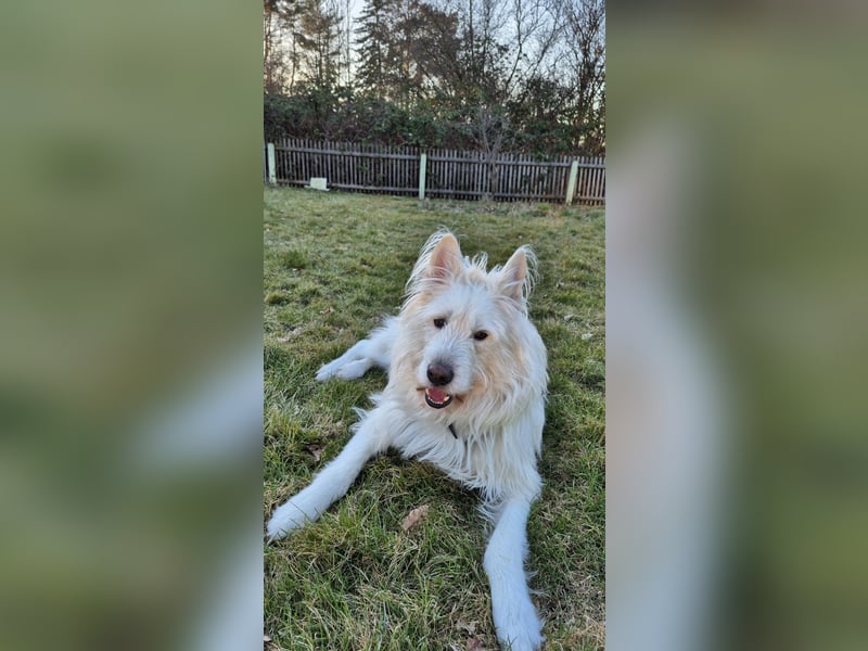 Sokrates sucht neues Zuhause – treuer, sensilber Familienhund in liebevolle Hände anzugeben