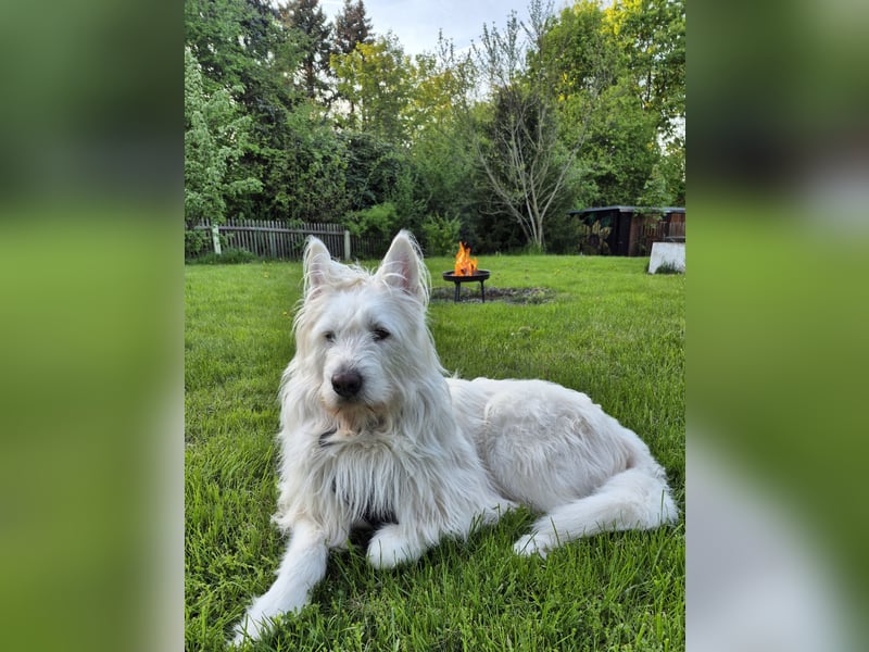 Sokrates sucht neues Zuhause – treuer, sensilber Familienhund in liebevolle Hände anzugeben