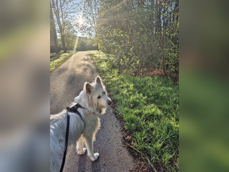 Sokrates sucht neues Zuhause – treuer, sensilber Familienhund in liebevolle Hände anzugeben
