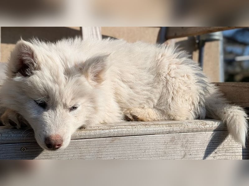 charmanter Eisbär sucht Bauchkrauler