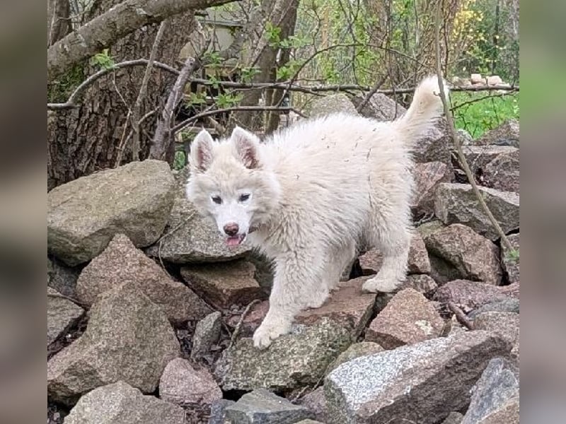 charmanter Eisbär sucht Bauchkrauler