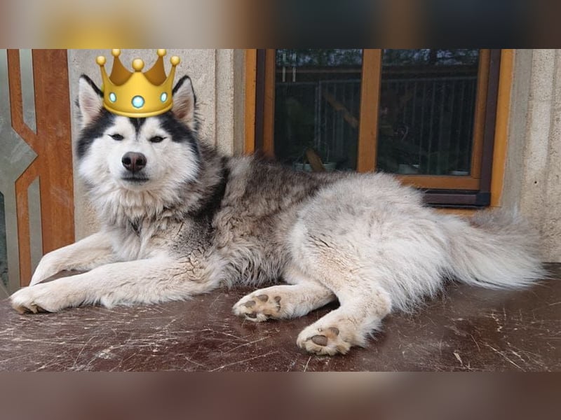 charmanter Eisbär sucht Bauchkrauler
