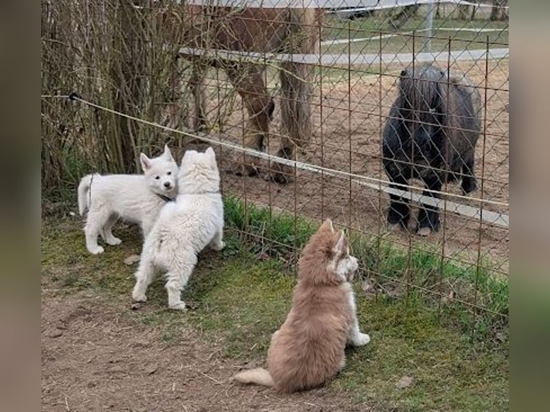 charmanter Eisbär sucht Bauchkrauler