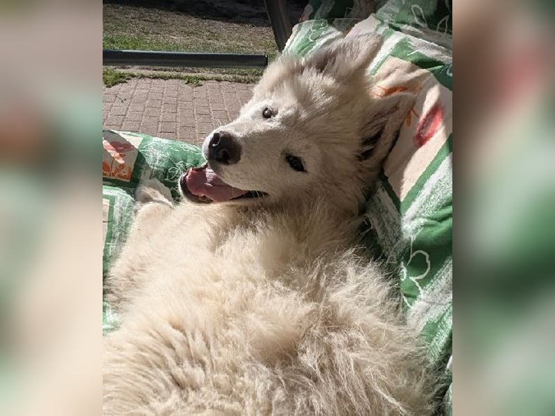 Charismatischer Zottelbär sucht Bauchkrauler