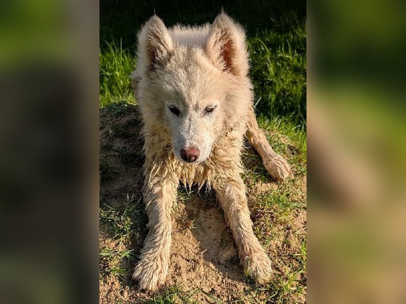 charmanter Eisbär sucht Bauchkrauler