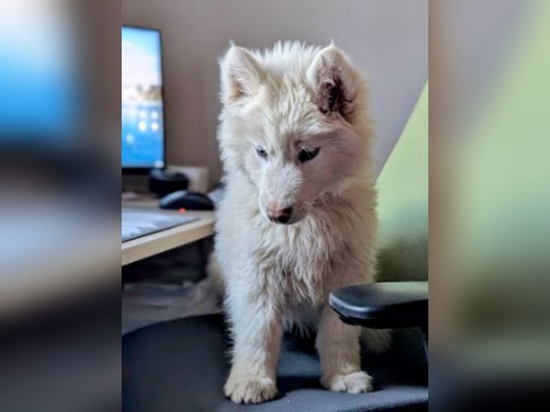 charmanter Eisbär sucht Bauchkrauler