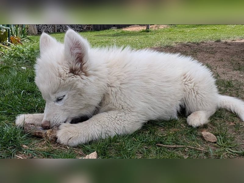 charmanter Eisbär sucht Bauchkrauler