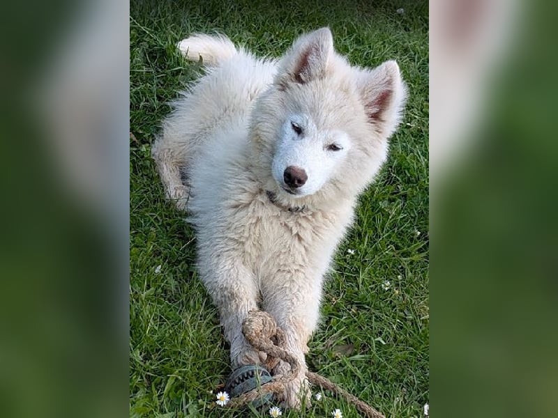 Charismatischer Zottelbär sucht Bauchkrauler