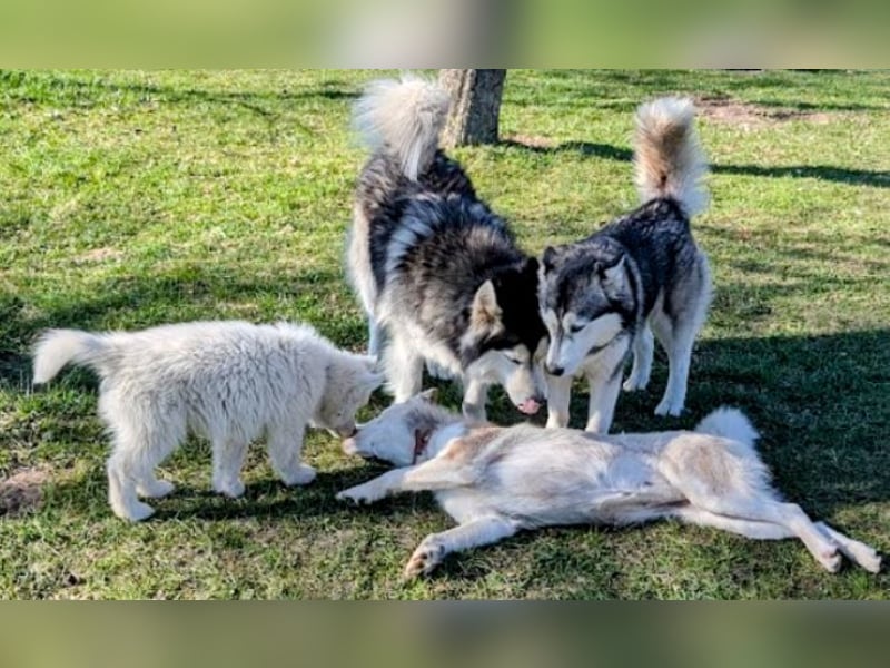 charmanter Eisbär sucht Bauchkrauler
