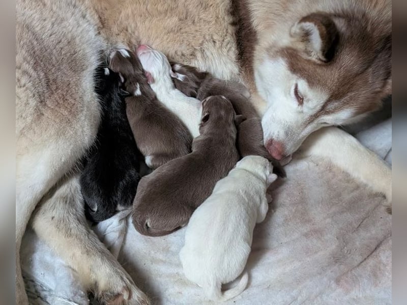 Charismatischer Zottelbär sucht Bauchkrauler